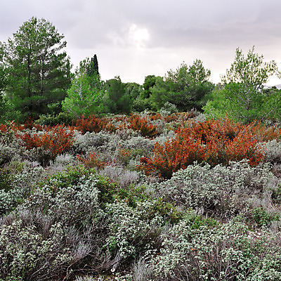 포토 JPG 해외이미지 나무 식물 계절 꽃 백그라운드 잎 밭 자연 추상 풍경 사람없음 야외 초록색 컬러풀 환경 벚꽃 가을 나뭇가지 시골 소나무 숲 허브 묘사 유기농 나무껍질 상록수 내추럴 세이지 해외202004 해외포토 웰빙 컬러 무늬 농업 껍질 생태계 파일형식 이미지허브
