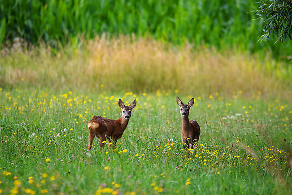 포토 JPG 해외이미지 나무 동물 여자 야생동물 백그라운드 밭 포유류 자연 뿔 사람없음 야외 초록색 갈색 머리 봄 아기 신생아 점 숲 작음 먹이 소중 생물학 나무껍질 체코 점수 경보 공화국 동물상 아기사슴 암사슴 해외202004 해외포토 식물 계절 교육 유럽 나라 새끼 컬러 컨셉 농업 사슴 사람 신체부위 조형물 껍질 크기 암컷 생태계 파일형식 이미지허브