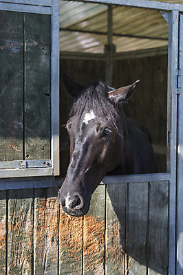 포토 JPG 해외이미지 동물 1 남자 감정 밭 포유류 모션 자연 사람없음 야외 가로 빨간색 초록색 빛 달리기 농장 갈색 머리 검은색 어둠 힘 일몰 회색 자유 흰색 만 승마 황금 속도 호기심 갈기 고립 무료 해외202004 해외포토 스포츠 컬러 컨셉 농업 사람 신체부위 노을 생태계 파일형식 이미지허브