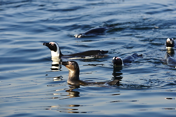 포토 JPG 해외이미지 동물 공원 야생동물 파도 바다 날개 가족 모션 아프리카 자연 조류 종류 사람없음 야외 물 파란색 머리 검은색 수영 황무지 펭귄 멸종 서식지 남쪽 내추럴 남아프리카 동물상 해외202004 해외포토 자연요소 공공시설 나라 컬러 관계 신체부위 조형물 수상스포츠 방향 생태계 파일형식 이미지허브