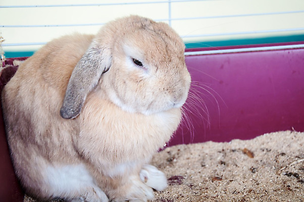 포토 JPG 해외이미지 동물 크리스마스 포유류 자연 휴가 부활절 털 선물 사람없음 장식 반려동물 갈색 축하 아기 설치류 작음 모피 연도 심볼 호기심 귀 부드러움 솜털 내추럴 기르기 밭일 해외202004 해외포토 기념일 감정 컬러 컨셉 사람 신체부위 감각 크기 생태계 돌봄 파일형식 이미지허브