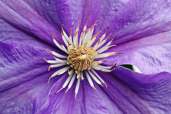 포토 JPG 해외이미지 식물 디자인 계절 꽃잎 꽃 자연 사람없음 여름 머리 보라색 흰색 개화 우아함 싱글 엘리먼트 해외202004 해외포토 컬러 컨셉 신체부위 생태계 파일형식 이미지허브