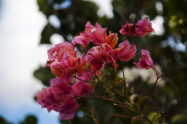 포토 JPG 해외이미지 식물 꽃잎 꽃 분홍색 꽃다발 백그라운드 꽃무늬 자연 사람없음 장식 빨간색 초록색 보라색 봄 들꽃 벚꽃 신선 해외202004 해외포토 계절 컬러 무늬 생태계 파일형식 이미지허브
