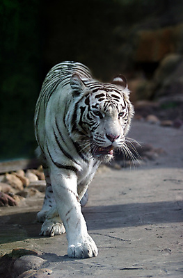 포토 JPG 해외이미지 주간 한마리 야생동물 동물원 그림자 사람없음 야외 아웃포커스 맹수 백호 해외202004 해외포토 자연요소 동물 1 촬영기법 호랑이 파일형식 사방신 이미지허브