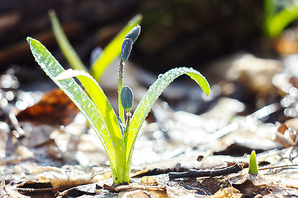 포토 JPG 해외이미지 식물 계절 꽃잎 꽃 꽃다발 백그라운드 잎 겨울 꽃무늬 자연 사람없음 야외 초록색 파란색 머리 정원 봄 성장 벚꽃 신선 개화 떨어짐 숲 4월 묘사 내추럴 블루벨 처음 헌병 해외202004 해외포토 컬러 컨셉 무늬 신체부위 군인 날짜 생태계 파일형식 이미지허브
