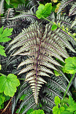 포토 JPG 해외이미지 식물 잎 자연 사람없음 초록색 정원 봄 성장 양치류 해외202004 해외포토 계절 컬러 생태계 파일형식 이미지허브