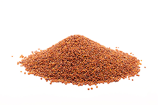 포토 JPG 해외이미지 사람없음 흰색 낟알 향신료 겨자씨 해외202004 해외포토 컬러 씨앗 향미료 파일형식 이미지허브