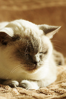 포토 JPG 해외이미지 동물 1 영어 응시 문화 무기 얼굴 백그라운드 포유류 가족 영국 잉글랜드 수염 털 사람 앉기 성인 사람없음 파란색 반려동물 약 노란색 고양이 줄무늬 회색 흰색 고급 은색 작음 유혹 비만 슛 얼룩무늬 솜털 타이틀 고립 접기 스코틀랜드 해외202004 해외포토 문자 시선 유럽 컬러 컨셉 무늬 의학 관계 모션 신체부위 크기 몸매 파일형식 이미지허브