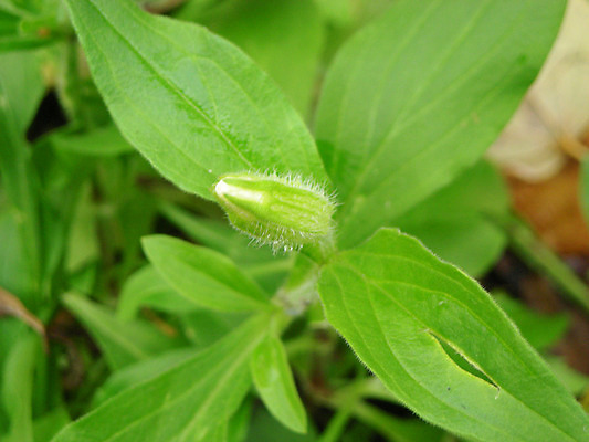 포토 JPG 해외이미지 식물 잎 사람없음 여름 태양 쌓기 가을 개화 9월 원예 10월 해외202004 해외포토 자연요소 계절 꽃 모션 취미 날짜 파일형식 이미지허브