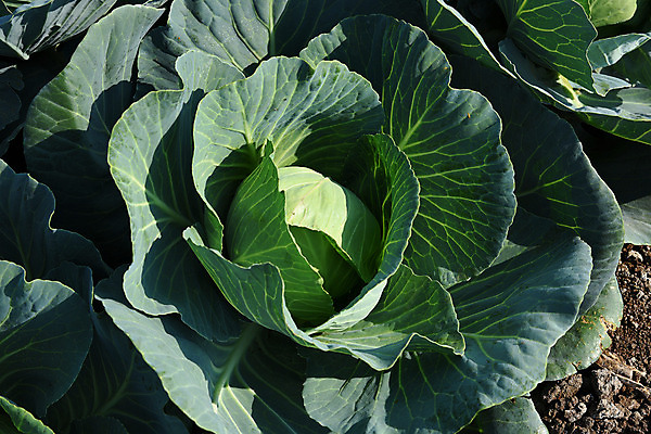 포토 JPG 해외이미지 식물 음식 백그라운드 잎 밭 농업 다이어트 채소 재료 자연 산 건강 요리 풍경 사람없음 초록색 물 농작물 농장 머리 정원 봄 샐러드 수확 성장 시골 신선 시장 떨어짐 상품 큼 먹기 유기농 양배추 내추럴 밭일 숙성 채식주의자 해외202004 해외포토 자연요소 웰빙 계절 산업 컬러 컨셉 모션 신체부위 크기 생태계 채식 파일형식 이미지허브