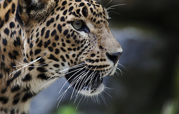 포토 JPG 해외이미지 동물 응시 얼굴 야생동물 포유류 자연 생물 수염 털 동물원 사람없음 야외 반려동물 컬러풀 평화 검은색 고양이 힘 줄무늬 흰색 점 황금 우아함 큼 결심 코 귀 육식동물 표범 노려봄 동물상 리갈 발톱 웅장함 해외202004 해외포토 시선 컬러 컨셉 무늬 발 표정 신체부위 조형물 크기 생태계 파일형식 이미지허브
