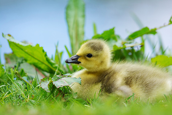 포토 JPG 해외이미지 동물 호수 야생동물 캐나다 자연 조류 병아리 사람없음 야외 초록색 물 노란색 머리 아기 허브 거위 해외202004 해외포토 자연요소 식물 컬러 북아메리카 사람 신체부위 생태계 파일형식 이미지허브