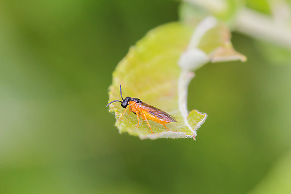 포토 JPG 해외이미지 식물 동물 공원 야생동물 곤충 백그라운드 잎 자연 생물 사람없음 야외 빨간색 초록색 여름 환경 정원 검은색 봄 닫기 해충 벌레 매끈함 작음 딱정벌레 묘사 생물학 내추럴 기어가기 광 동물상 생태학 숨기 해외202004 해외포토 계절 공공시설 교육 컬러 모션 조형물 감각 크기 생태계 파일형식 이미지허브