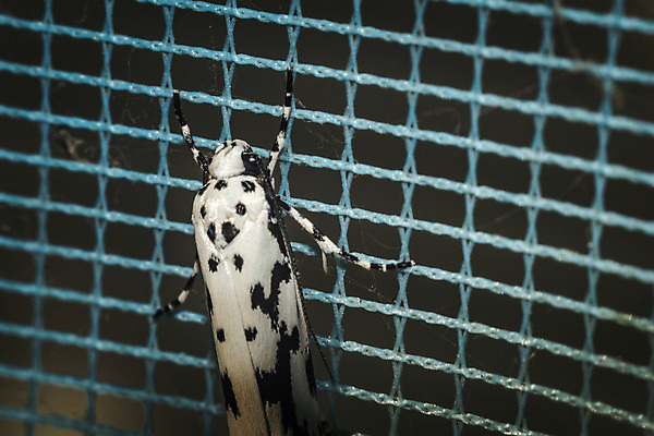 포토 JPG 해외이미지 식물 동물 디자인 꽃 나비 곤충 백그라운드 무지개 잎 패턴 날개 오렌지 자연 휴식 안테나 사람없음 야외 옆모습 장식 가로 빨간색 초록색 여름 컬러풀 햇빛 갈색 노란색 정원 봄 덮개 닫기 5월 싱글 카피스페이스 해외202004 해외포토 자연요소 계절 뷰포인트 컬러 컨셉 무늬 과일 통신 모션 태양 공백 뚜껑 날짜 생태계 파일형식 이미지허브