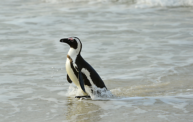 포토 JPG 해외이미지 동물 공원 야생동물 모래 바다 날개 가족 모션 아프리카 자연 조류 종류 사람없음 야외 물 검은색 산책 황무지 망토 펭귄 타운 멸종 남쪽 남아프리카 서쪽 전국 해외202004 해외포토 자연요소 공공시설 나라 컬러 관계 휴식 도시 방향 생태계 파일형식 이미지허브