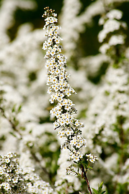 포토 JPG 해외이미지 식물 계절 꽃잎 꽃 줄기 꽃무늬 자연 벽지 사람없음 야외 장식 환경 벚꽃 개화 관목 원예 향기 강렬 생태학 취급주의 해외202004 해외포토 나무 교육 무늬 경고 취미 생태계 냄새 파일형식 이미지허브