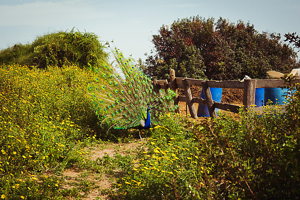 포토 JPG 해외이미지 동물 공원 남자 길 야생동물 백그라운드 신체 자연 조류 왕관 동물원 서기 잔디 사람없음 야외 초록색 파란색 컬러풀 농장 환경 정원 활발 펼침 시골 우아함 공작 깃털 싱글 꼬리 부리 기간 깃털펜 동물상 이국적 이스라엘 해외202004 해외포토 식물 공공시설 컬러 컨셉 농업 모션 사람 조형물 펜 생태계 서아시아 파일형식 이미지허브