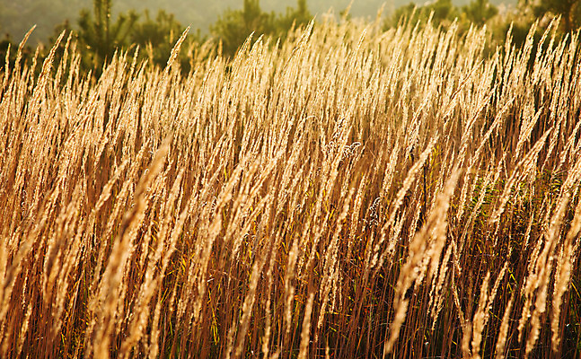 포토 JPG 해외이미지 나무 식물 공원 잎 자연 하늘 갈대 풍경 사람없음 야외 초록색 물 여름 파란색 햇빛 노란색 침묵 가을 가장자리 습지 장면 해외202004 해외포토 자연요소 계절 공공시설 컬러 태양 소리 둘레 생태계 파일형식 이미지허브