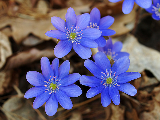 포토 JPG 해외이미지 식물 계절 꽃 꽃다발 백그라운드 꽃무늬 자연 선물 사람없음 파란색 봄 신선 개화 닫기 선택 다발 제비꽃 묘사 제비 꽃수술 노루귀 타격 많음 해외202004 해외포토 컬러 컨셉 무늬 모션 조류 생태계 파일형식 이미지허브