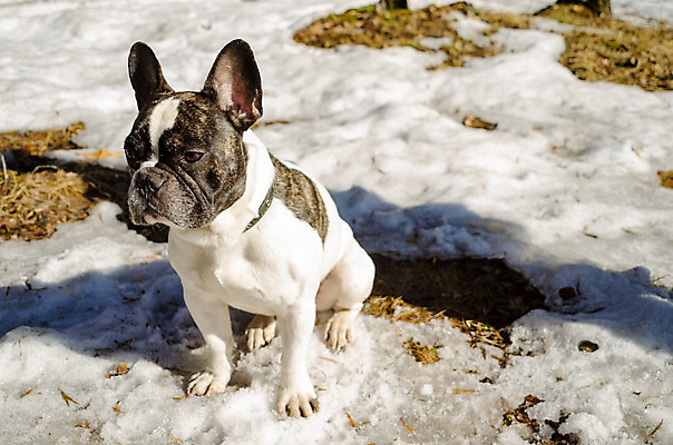 포토 JPG 해외이미지 동물 백그라운드 장난 포유류 웃음 앉기 사람없음 야외 반려동물 검은색 흰색 닫기 개 강아지 테리어 귀 송곳니 섞기 유래 해외202004 해외포토 컬러 모션 표정 신체부위 치아 파일형식 이미지허브