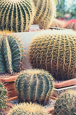 포토 JPG 해외이미지 나무 식물 꽃 백그라운드 자연 탁자 멕시코 선인장 주택 사람없음 목재 장식 초록색 파란색 빛 우주 정원 흙 사막 성장 신선 가시 냄비 척추 묘사 원예 질감 날카로움 뿌리 부추 내추럴 고립 심기 특별함 생존 현실 해외202004 해외포토 컬러 가구 컨셉 북아메리카 채소 재료 모션 뼈 취미 건물 솥 생태계 파일형식 이미지허브