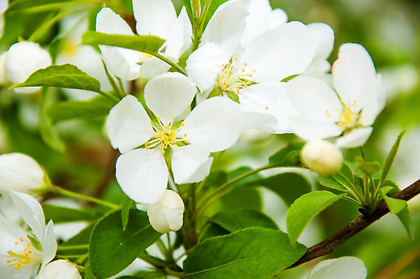 포토 JPG 해외이미지 나무 식물 디자인 계절 꽃잎 꽃 잎 꽃무늬 농업 벽지 사람없음 그래픽 장식 빨간색 컬러풀 환경 정원 봄 성장 벚꽃 흰색 나뭇가지 신선 개화 사과 과수원 원예 질감 내추럴 고립 해외202004 해외포토 산업 컬러 무늬 과일 취미 파일형식 이미지허브
