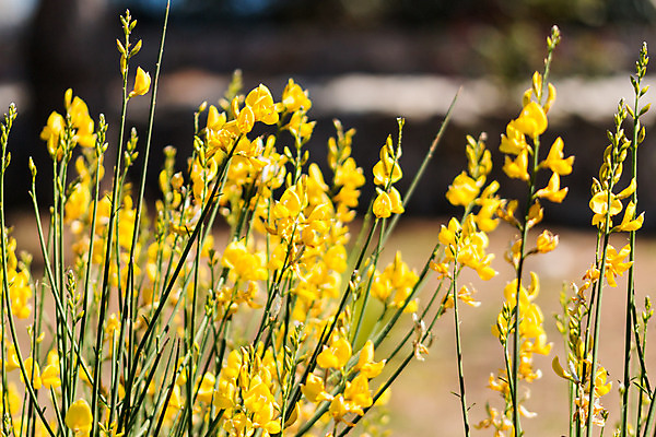 포토 JPG 해외이미지 나무 식물 구름 계절 꽃 도로 백그라운드 밭 자연 하늘 휴식 따뜻함 풍경 사람없음 야외 초록색 여름 파란색 컬러풀 노란색 바구니 우주 환경 맑음 봄 벚꽃 흰색 시골 신선 개화 황금 선택 민들레 4월 정사각형 내추럴 길가 해외202004 해외포토 자연요소 도형 길 컬러 컨셉 농업 교통시설 날씨 날짜 생태계 파일형식 이미지허브