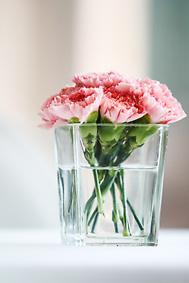 포토 JPG 해외이미지 꽃 사람없음 카네이션 해외202004 해외포토 식물 파일형식 이미지허브