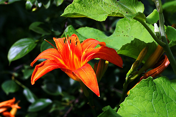 포토 JPG 해외이미지 식물 템플릿 디자인 꽃잎 꽃 분홍색 백그라운드 꽃무늬 자연 프레임 사람없음 장식 초록색 정원 봄 벚꽃 흰색 신용카드 발표 개화 우아함 이국적 정중 해외202004 해외포토 계절 컬러 컨셉 무늬 금융 생태계 파일형식 이미지허브