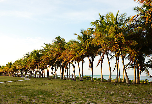 포토 JPG 해외이미지 나무 물결 모래 파도 바다 섬 여행 백그라운드 자연 하늘 휴가 휴식 손바닥 풍경 사람없음 물 파란색 햇빛 침묵 만 뜨거움 휴양지 코코넛 석호 바하마 이국적 터키석 파라다이스 해외202004 해외포토 자연요소 식물 손 컬러 컨셉 과일 태양 소리 장소 보석 생태계 파일형식 이미지허브