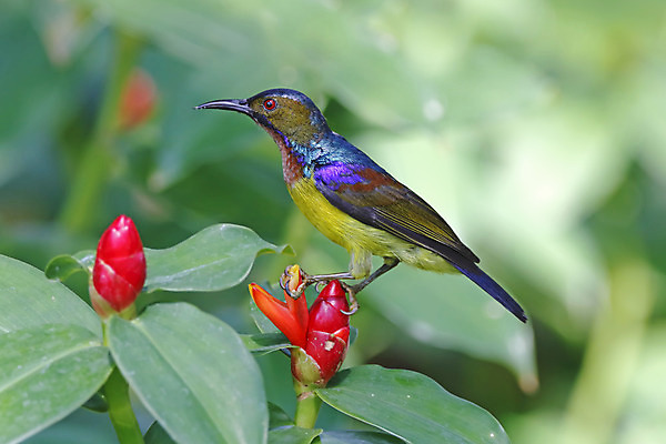 포토 JPG 해외이미지 나무 동물 여자 남자 아시아 얼굴 야생동물 백그라운드 날개 자연 조류 사람없음 야외 목재 가로 초록색 컬러풀 갈색 머리 환경 나뭇가지 막대기 닫기 숲 깃털 꼬리 부리 서식지 생태학 이국적 해외202004 해외포토 식물 교육 나라 컬러 재료 모션 사람 신체부위 생태계 파일형식 이미지허브