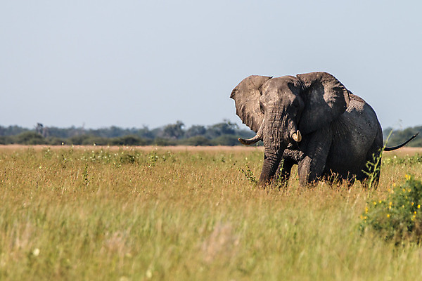 포토 JPG 해외이미지 동물 공원 야생동물 여행 백그라운드 포유류 아프리카 자연 코끼리 생물 국립공원 사람없음 야외 여행객 환경 힘 회색 황무지 보호 큼 심볼 사파리 상아 멸종 남쪽 나미비아 동물상 사바나 힘찬 해외202004 해외포토 공공시설 나라 컬러 컨셉 사람 조형물 크기 방향 생태계 남아프리카 파일형식 이미지허브
