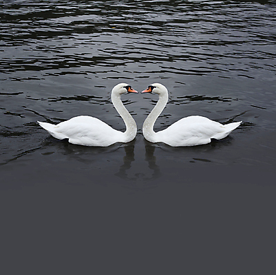 포토 JPG 해외이미지 주간 호수 두마리 사람없음 야외 백조 해외202004 해외포토 자연요소 2 조류 파일형식 이미지허브