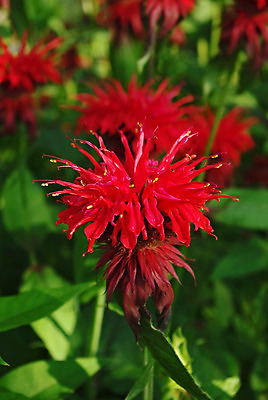 포토 JPG 해외이미지 식물 계절 공원 꽃잎 꽃 백그라운드 꽃무늬 자연 풍경 사람없음 야외 빨간색 여름 우주 정원 안개 벚꽃 닫기 약초 6월 벌 민트 원예 향기 장면 내추럴 강렬 영원 특별함 몽환 해외202004 해외포토 공공시설 컬러 곤충 컨셉 무늬 모션 날씨 취미 풀_식물 날짜 허브 생태계 냄새 파일형식 이미지허브