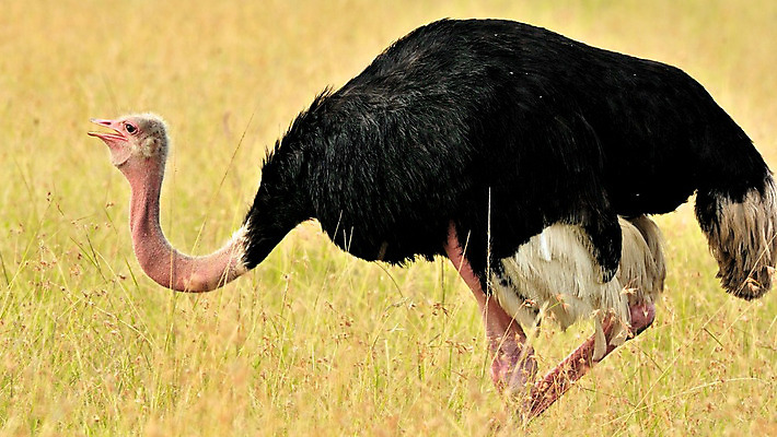 포토 JPG 해외이미지 동물 응시 꽃 야생동물 분홍색 날개 노래 아프리카 자연 조류 국립공원 사람없음 야외 초록색 파란색 빛 컬러풀 한개 노란색 보라색 나뭇가지 관찰 황무지 작음 수분 깃털 독수리 열대기후 우간다 탄자니아 해외202004 해외포토 나무 식물 1 시선 공원 나라 음악 컬러 모션 크기 생태계 파일형식 이미지허브