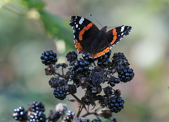 포토 JPG 해외이미지 식물 꽃 야생동물 나비 곤충 날개 자연 조류 사람없음 여름 봄 시골 원예 꽃가루 멸종 해외202004 해외포토 동물 계절 취미 가루 생태계 파일형식 이미지허브