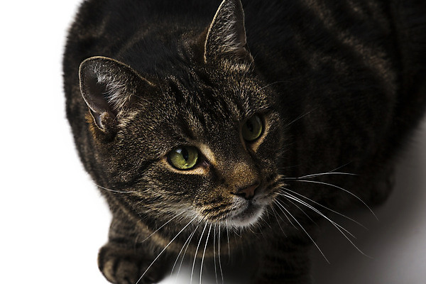 포토 JPG 해외이미지 동물 응시 새끼 장난 포유류 사람없음 반려동물 컬러풀 갈색 검은색 고양이 가축 흰색 흰배경 육식동물 얼룩무늬 솜털 고립 해외202004 해외포토 시선 컬러 백그라운드 무늬 파일형식 이미지허브