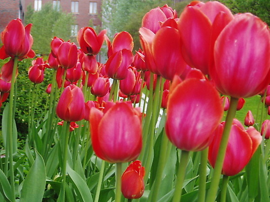 포토 JPG 해외이미지 식물 꽃 잎 사람없음 빨간색 초록색 정원 봄 튤립 벚꽃 침대 해외202004 해외포토 계절 컬러 가구 파일형식 이미지허브