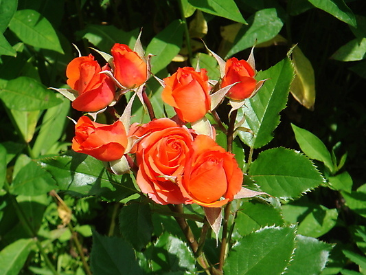 포토 JPG 해외이미지 식물 디자인 계절 꽃 분홍색 백그라운드 꽃무늬 자연 벽지 사람없음 목재 빨간색 초록색 울타리 정원 봄 흰색 신선 원예 강렬 해외202004 해외포토 나무 컬러 무늬 재료 취미 담장 생태계 파일형식 이미지허브