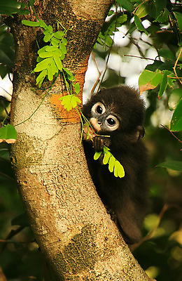 포토 JPG 해외이미지 나무 동물 공원 아시아 야생동물 바다 섬 잎 포유류 태국 자연 놀이 앉기 사람없음 원숭이 숲 먹기 가죽끈 전국 해외202004 해외포토 식물 공공시설 나라 모션 끈 가죽 생태계 파일형식 이미지허브