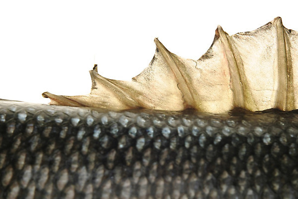 포토 JPG 해외이미지 동물 음식 바다 다이어트 낚시 건강 어류 요리 사람없음 물 강 주방 식당 식사 추위 흰색 신선 잡기 자르기 지중해 먹기 해산물 피부 눈금 꼬리 날것 냄새 영양 지느러미 어장 내추럴 고립 송어 오메가 해외202004 해외포토 자연요소 컬러 모션 레저 신체부위 상점 수중동물 파일형식 이미지허브