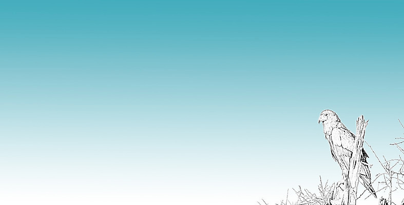 포토 JPG 해외이미지 동물 구름 디자인 얼굴 야생동물 백그라운드 날개 아프리카 자연 조류 하늘 사람없음 빨간색 파란색 갈색 머리 검은색 힘 자유 흰색 깃발 먹이 심볼 깃털 부리 독수리 육식동물 대머리 멸종 케냐 고립 무료 웅장함 전국 해외202004 해외포토 자연요소 헤어스타일 나라 컬러 컨셉 신체부위 생태계 파일형식 이미지허브