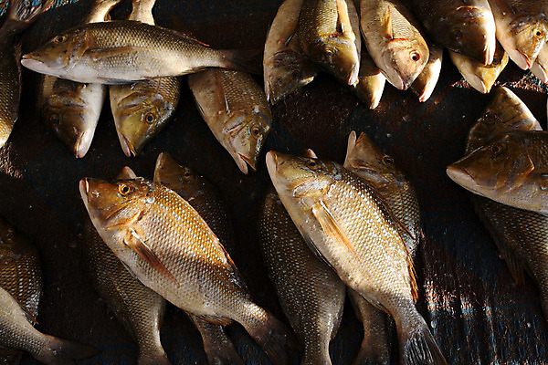 포토 JPG 해외이미지 음식 바다 어류 사람없음 잡기 시장 해산물 지느러미 해외202004 해외포토 모션 수중동물 파일형식 이미지허브