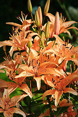 포토 JPG 해외이미지 식물 계절 공원 꽃잎 꽃 잎 오렌지 전구 응원 자연 따뜻함 사람없음 야외 초록색 여름 노란색 머리 정원 들꽃 벚꽃 점 약초 백합 꽃집 원예 리빙 꽃수술 영원 해외202004 해외포토 공공시설 컬러 과일 취미 신체부위 상점 풀_식물 생태계 파일형식 이미지허브