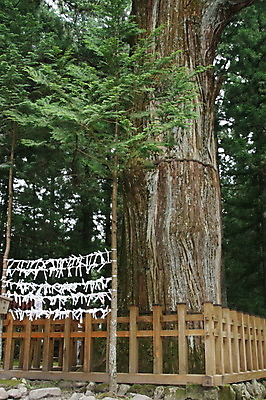 포토 JPG 해외이미지 나무 아시아 종교 종이 불교 자연 사람없음 일본 희망 화목 기도 사찰 막대기 신앙심 존경 해외202004 해외포토 식물 감정 나라 컨셉 종교건축 생태계 파일형식 이미지허브