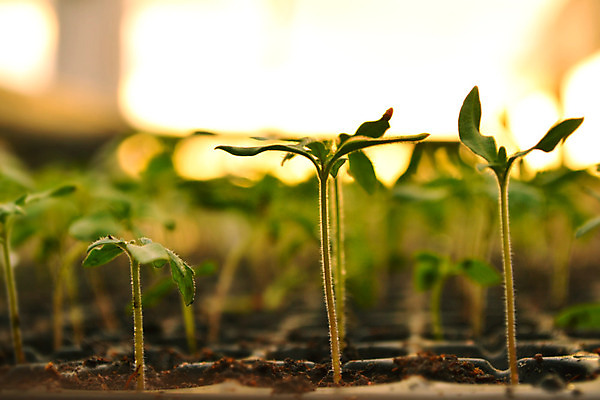 포토 JPG 해외이미지 나무 식물 농업 씨앗 사람없음 초록색 새싹 정원 성장 원예 뿌리 판화 내추럴 방법 해외202004 해외포토 산업 컬러 미술 취미 파일형식 이미지허브
