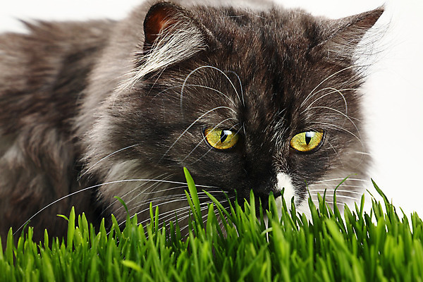 포토 JPG 해외이미지 식물 동물 응시 감정 얼굴 야생동물 음식 백그라운드 밭 자연 건강 잔디 사람없음 초록색 반려동물 새싹 정원 고양이 흰색 신선 닫기 발사 먹기 코 사냥 냄새 각도 주둥이 고립 돌봄 해외202004 해외포토 시선 컬러 농업 포유류 모션 신체부위 생태계 파일형식 이미지허브