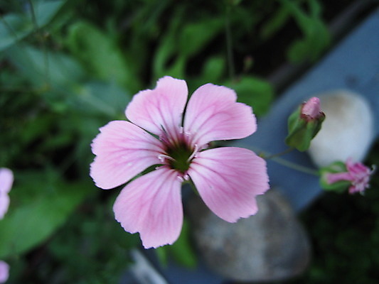 포토 JPG 해외이미지 식물 동물 열매 꽃 분홍색 곤충 과일 자연 사람없음 빨간색 초록색 파란색 노란색 보라색 봄 체리 해외202004 해외포토 계절 컬러 생태계 파일형식 이미지허브