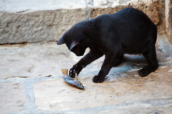 포토 JPG 해외이미지 동물 응시 여자 남자 얼굴 음식 놀이 거리 어류 사람없음 반려동물 저녁식사 고양이 치아 큼 손톱 먹기 배고픔 해외202004 해외포토 손 시선 포유류 모션 사람 신체부위 식사 수중동물 소화기관 크기 파일형식 이미지허브