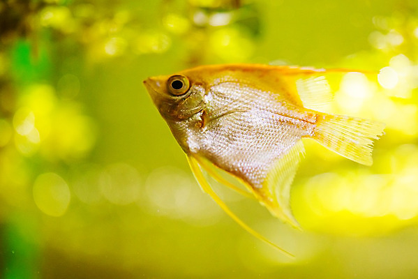 포토 JPG 해외이미지 동물 여자 남자 야생동물 바다 백그라운드 모션 자연 천사 어류 사람 사람없음 빨간색 초록색 물 파란색 빛 반려동물 컬러풀 노란색 파티 검은색 수중 수영 어둠 신선 산호 야간 다이빙 꼬리 금붕어 탱크 암초 수족관 물갈퀴 난쟁이 고립 민물 이국적 해외202004 해외포토 자연요소 컬러 이벤트 수중동물 수상스포츠 자포동물 생태계 수중스포츠 파일형식 이미지허브